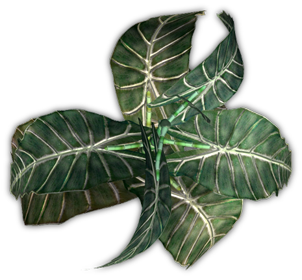 Index of /Mapping/Terrain/Plants/Cover/Elephant Ear